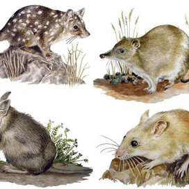 Чудич и бандикуты :)