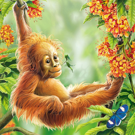 Детёныш орангутана.