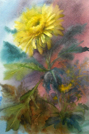 жёлтая хризантема