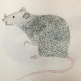 Чешуйчатая крыса 