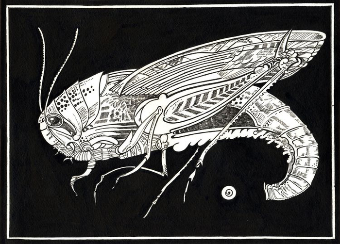 Лапки, усики