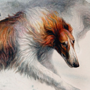 Борзые собаки. Русская псовая борзая.