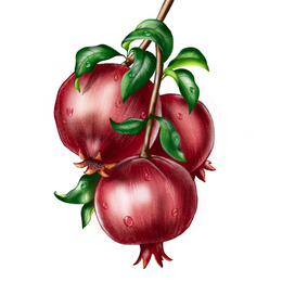 Pomegranate 