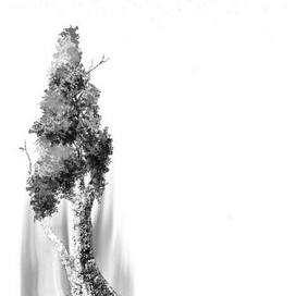 Из лесных настроений