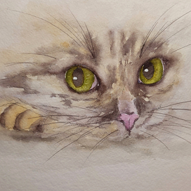 Глаза кошки