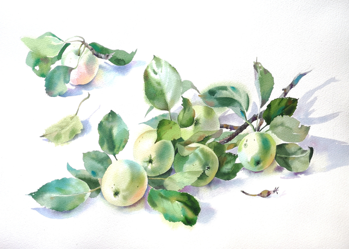 "Ветка яблони на белом"