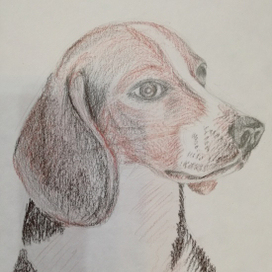 Зарисовки зверей