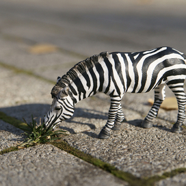 Среда обитания