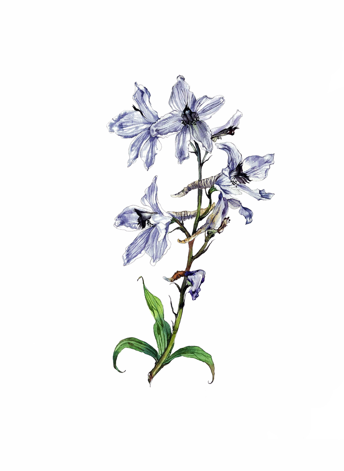 Дельфиниум