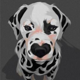 Далматинец 