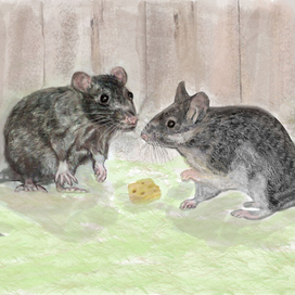 Мышки и сыр