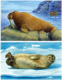 морж, тюлень.