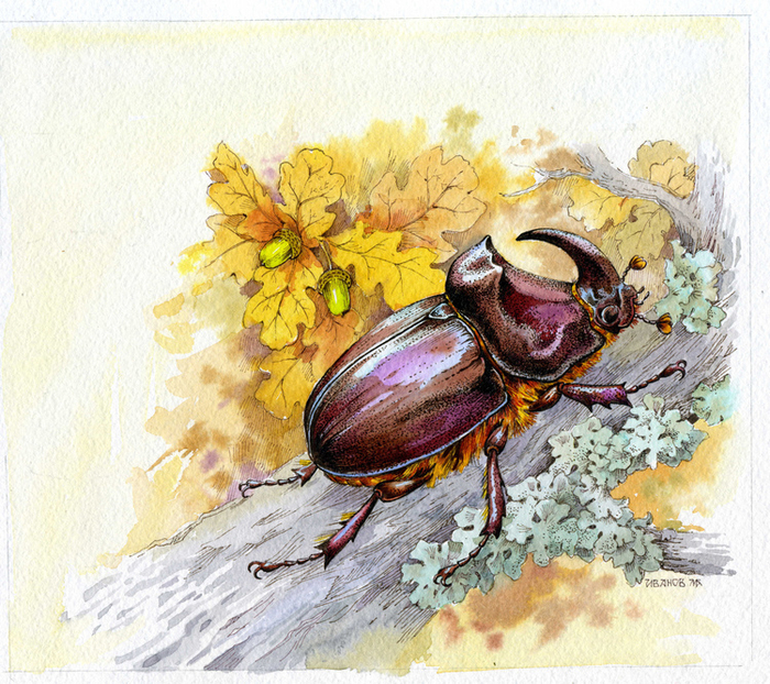 Жук-носорог