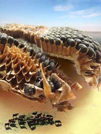 Оькуда берутся буренки