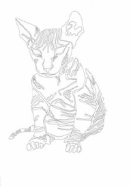 котенок сфинкса