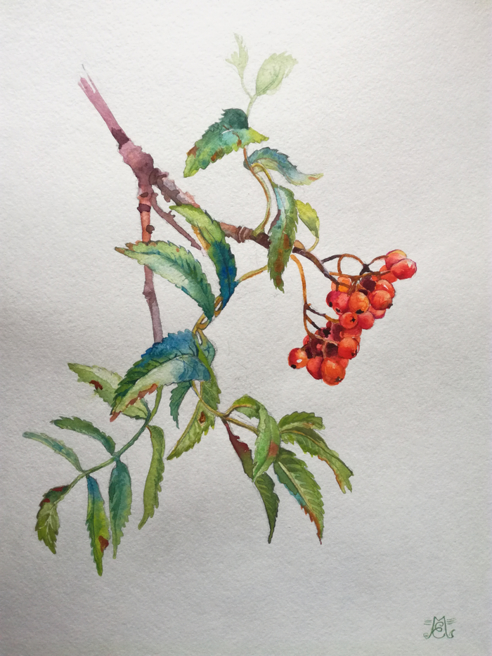 Рябинка поспела