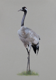 Серый журавль