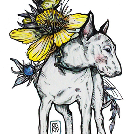  bullterrier
