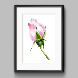 Rose bud art painting. Floral watercolor illustration