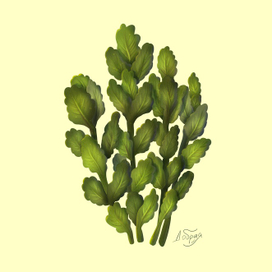 Растение. Каланхое