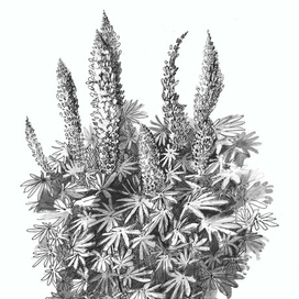 Люпин обыкновенный