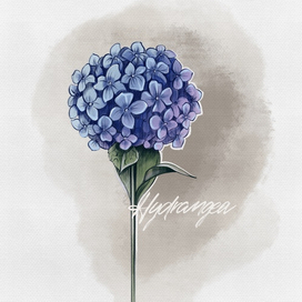 Скетч гортензии