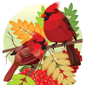 птицы кардинал