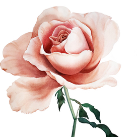 Пудроваая роза