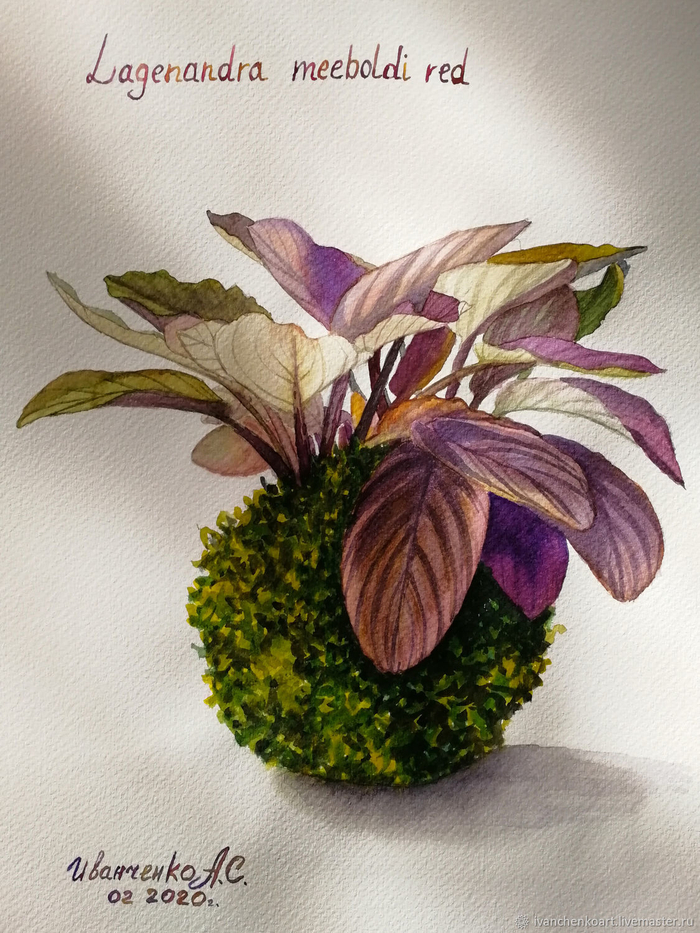Лагенандра. Растение