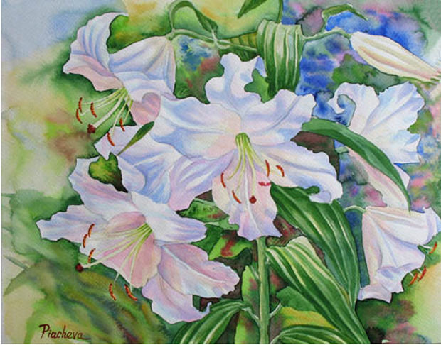 Белые лилии.