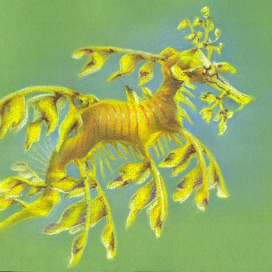 Лиственный морской дракон