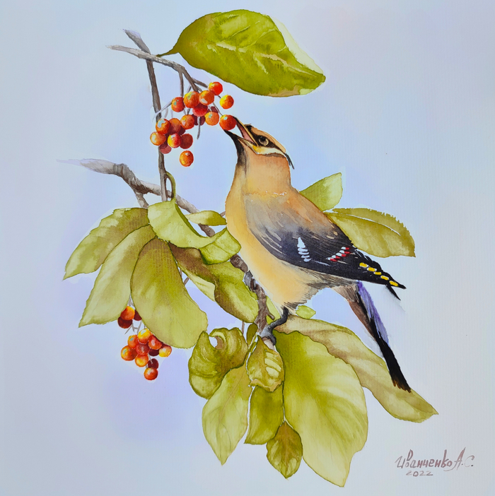 Свиристель. Ягоды