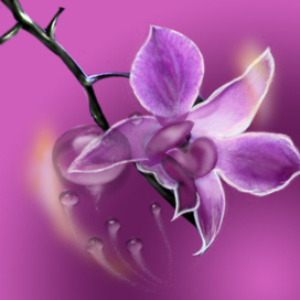 орхидея  