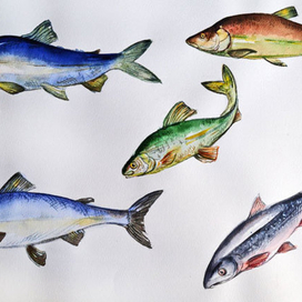 Рыбы северных морей