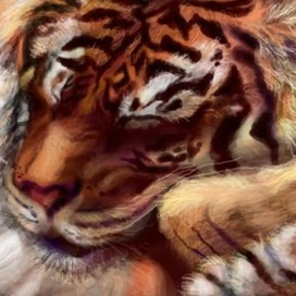Спящий тигр | Нраффити