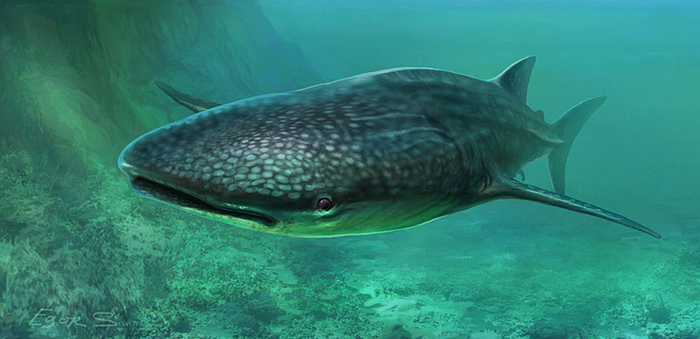 Китовая акула