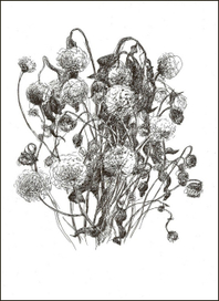 Одуванчики