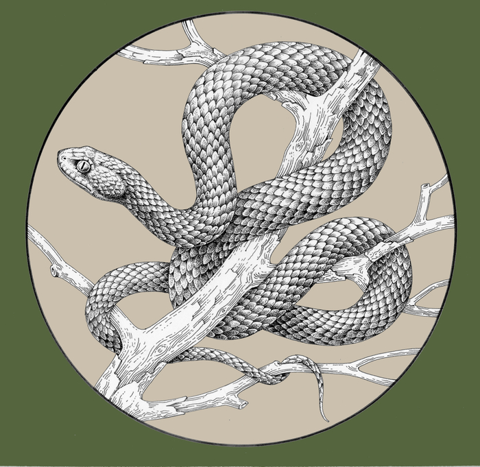 Кошачья змея. Серия Красная Книга СССР