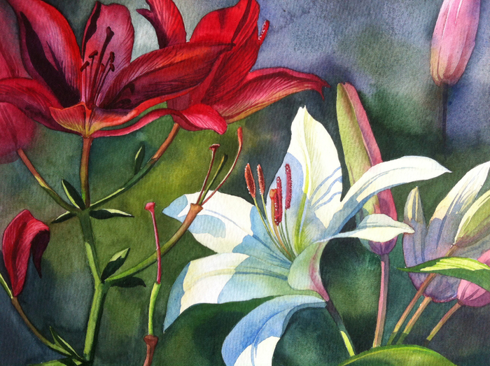 Лилия №2 (красные отцветают)