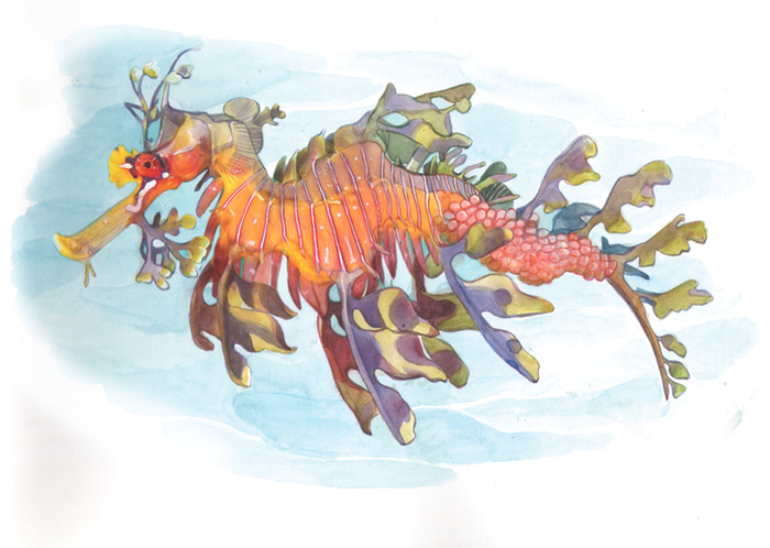 конек морской