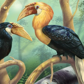 Папуанские калао