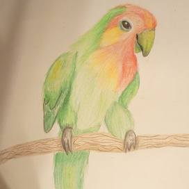 Реалистичный попугай цветными карандашами