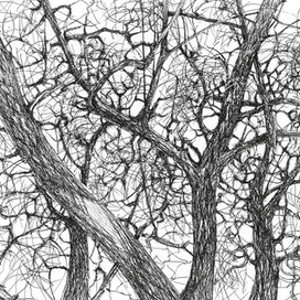 Зимние деревья. №1