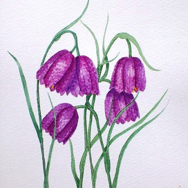 Рябчик шахматный