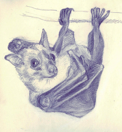 Rousettus aegyptiacus