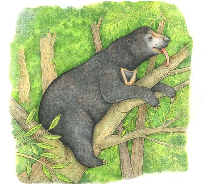 Малайский медведь или бируанг