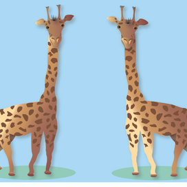 Жирафы вектор