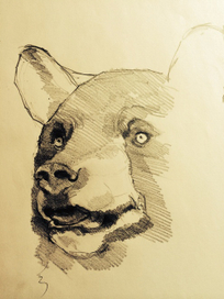 Не собака, а медведь)