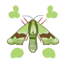 Бабочка - бражник