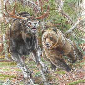 Дерзкий косолапый